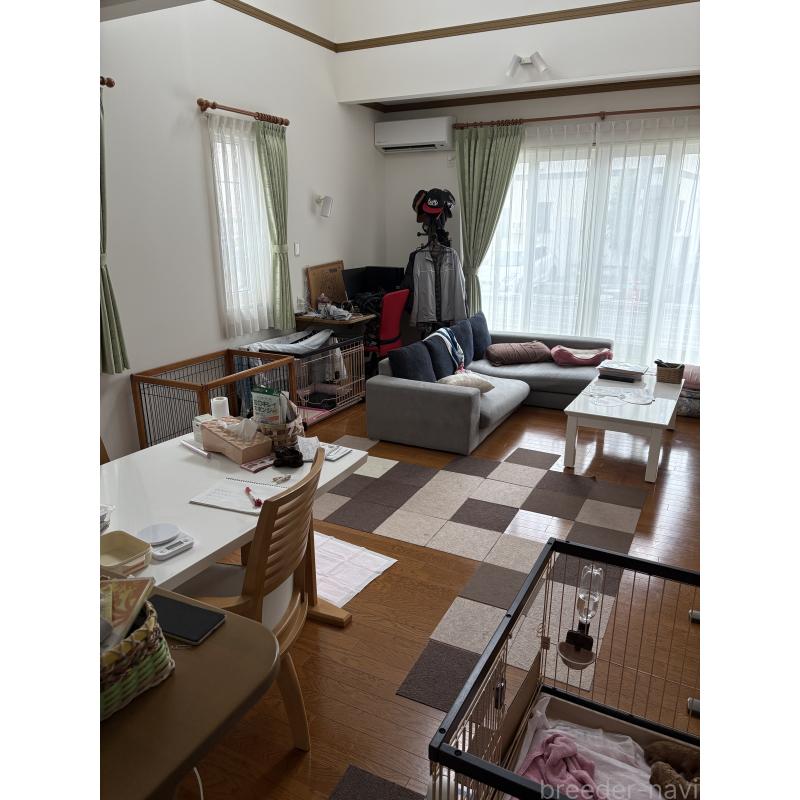 石川美奈ブリーダーの詳細